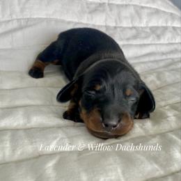 Male 2 - Black and tan male Dachshund puppy in Elizabethtown, Kentucky from Lavender and Willow Dachshunds