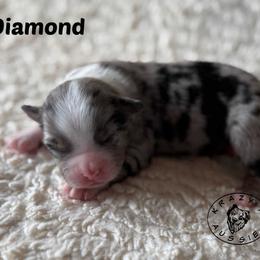Diamond - Blue merle female Miniature Australian Shepherd puppy in Garden Plain, Kansas from Krazy K Aussies