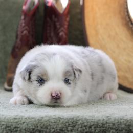 Opal - Blue merle female Australian Shepherd puppy in Quapaw, Oklahoma from Rocky Hill Aussies