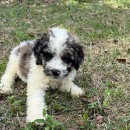 Mateo - Merle male Goldendoodle puppy in Jacksonville, Florida from Dandelion Doodles