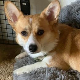 Pembroke Welsh Corgis from Trestle Creek Corgis