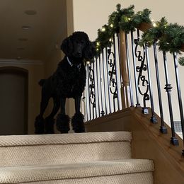 Poodle All Grown Up from TGT Fancy Pants Poodles