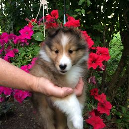 Shetland Sheepdog Puppies from Belmar Shetland Sheepdogs