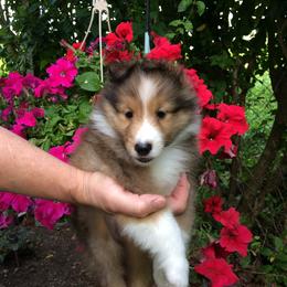 Shetland Sheepdog Puppies from Belmar Shetland Sheepdogs