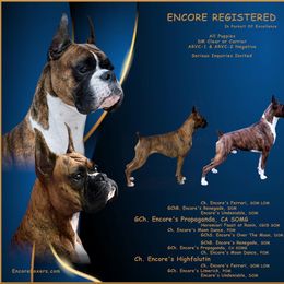 Boxer puppies from Hegerox