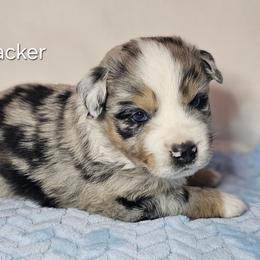 Firecracker - Blue merle male Australian Shepherd puppy in Owensboro, Kentucky from JnT's Bluegrass Mini Aussies