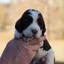 Orange - Liver and white male English Springer Spaniel puppy in Tabor City, North Carolina from Big Bay Kennels LLC