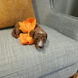 Orange - Red  female Goldendoodle puppy in Miami, Florida from GoldStar Doodles USA