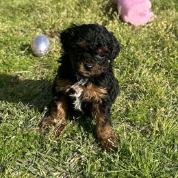 Princess - Blenheim female Cavapoo puppy in Quitman, Texas from Wright Doodles