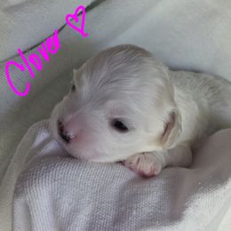 Maltipoo Puppies from Missy's Little Garden