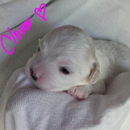 Maltipoo Puppies from Missy's Little Garden