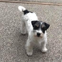 Gus - Russell Terrier