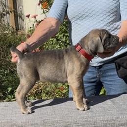 Girl 2 - Fawn female Cane Corso puppy in Dayton, Oregon from BlackStar Cane Corso