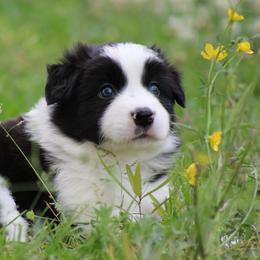 Boy 1 - Black male Border Collie puppy in Tylertown, Mississippi from Cool Meadow Farms