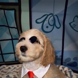 Red collar - Apricot male Goldendoodle puppy in Poinciana, Florida from All Tails Entertainment