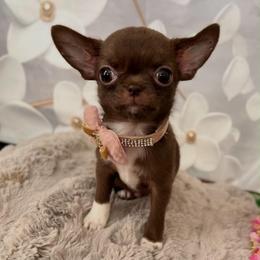 Mira - Chocolate female Chihuahua puppy in Mesa, Arizona from Arizona Dream Chihuahuas