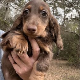 Ozzy - Chocolate and tan male Dachshund puppy in Call, Texas from Dachshund D’Amore
