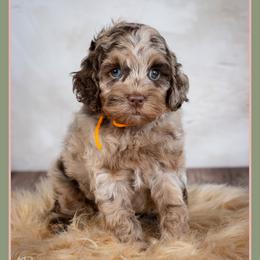 Alex - Merle male Cockapoo puppy in Connersville, Indiana from Deaz Doodle Ranch