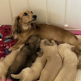 Dachshund Puppies from Honey Creek Dachshunds