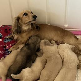 Dachshund Puppies from Honey Creek Dachshunds