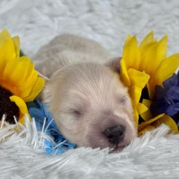 Marty - Cream male Dachshund puppy in Dothan, Alabama from Little House Pups