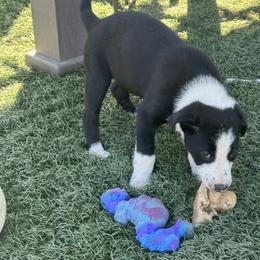 611 - Black and white male Border Collie puppy in Temecula, California from West Coast Border Collies
