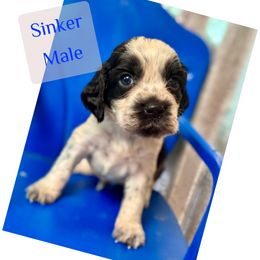 Sinker - Black and white male English Springer Spaniel puppy in Madison, Indiana from McCollough's Pawsome Spaniels and Danny's Delightful Dachshunds