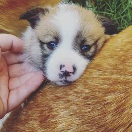 Pembroke Welsh Corgi Puppies from Milton Corgis