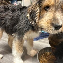 Bruce - Tri-color male Bernedoodle puppy in Scottsdale, Arizona from Nana’s Doodles