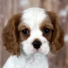 Cavalier King Charles Spaniel puppies from Paisley Field's Cavaliers