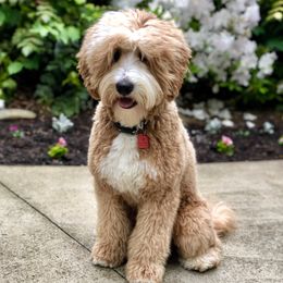 LeRoy - Goldendoodle