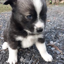 Pomsky Puppies from Ocean State Pomskies