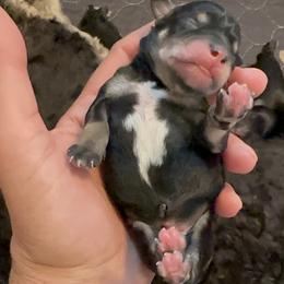 Boy 2 - male Schnoodle puppy in Saint Augustine, Florida from Gunnie Luv, LLC
