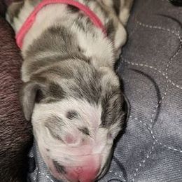 Great Danes from Southern Beauty Danes