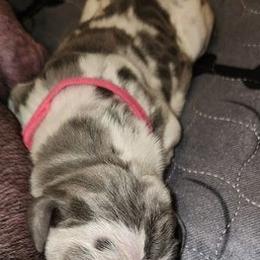 Great Danes from Southern Beauty Danes