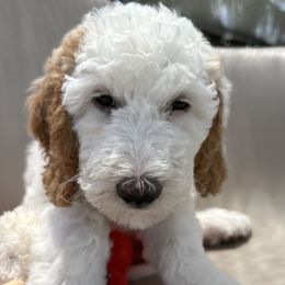 Goldendoodle Puppies from Sunset Goldendoodles 863