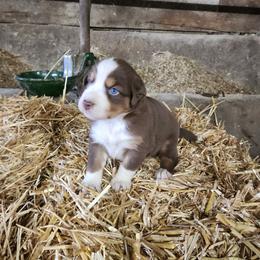 Girl 4 - Red tri-color female Australian Shepherd puppy in Jersey Shore, Pennsylvania from Lone Tree Aussies
