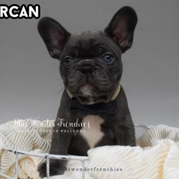 Lorcan Salvaterre - Blue male French Bulldog puppy in Loxahatchee, Florida from Blue Wonder Frenchies