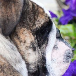 Bulldogs and Weimaraners from Peaksview