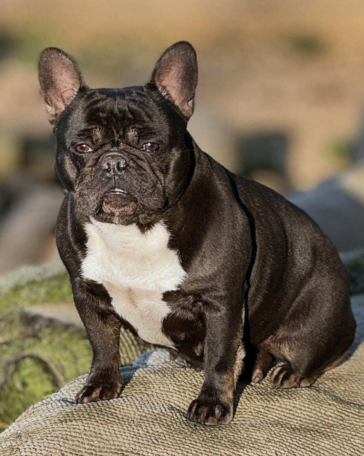 Jolie