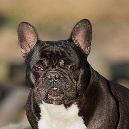 Jolie - French Bulldog