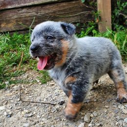 Australian Cattle Dog and Pembroke Welsh Corgi Puppies from Leatherman Quarter Horses