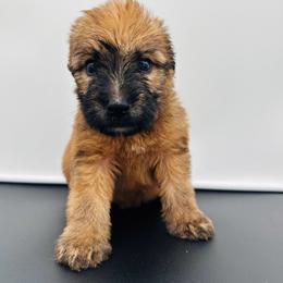 Champagne - Wheaten female Soft Coated Wheaten Terrier puppy in The Colony, Texas from Wonderful Wheatens