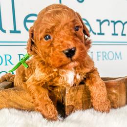 Bennett - Red  male Goldendoodle puppy in Mc Kee, Kentucky from Jackson County Doodles