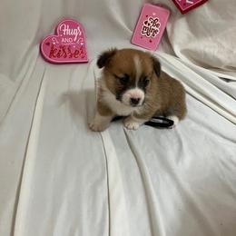 Black - White and red male Pembroke Welsh Corgi puppy in Pleasant Plains, Arkansas from PBA Kennel