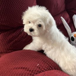 Toby - White male Maltese puppy in Chattanooga, Tennessee from Sandi’s Pups