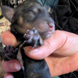 Black tan CKC boy - Black and tan male Dachshund puppy in Madisonville, Tennessee from LaRose Farms Kennels