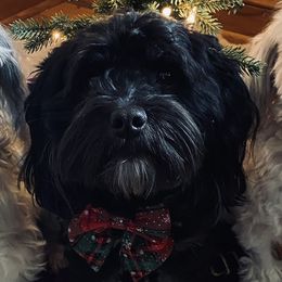 Ashton - Havanese