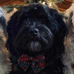Ashton - Havanese