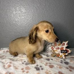 Daisy - Cream female Dachshund puppy in Tahlequah, Oklahoma from Quick Little Dachshunds